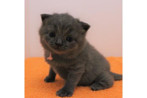 成約済の千葉県のブリティッシュショートヘア-10797